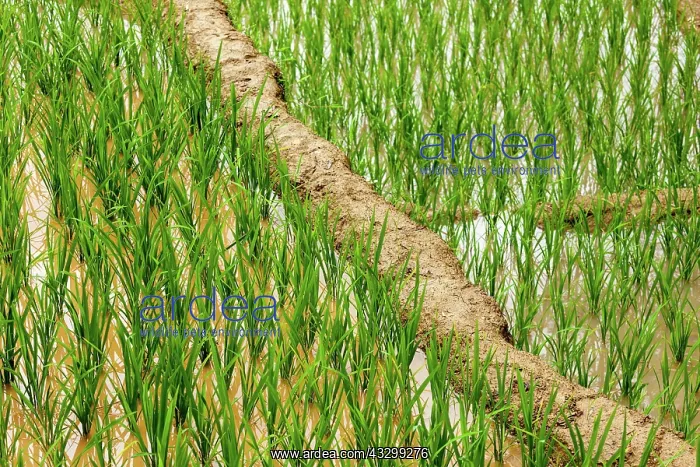 : Rice field terraces (rice paddy). Near Cat Cat : Rice field terraces (rice paddy). Near Cat Cat