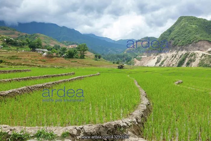 : Rice field terraces (rice paddy). Near Cat Cat : Rice field terraces (rice paddy). Near Cat Cat