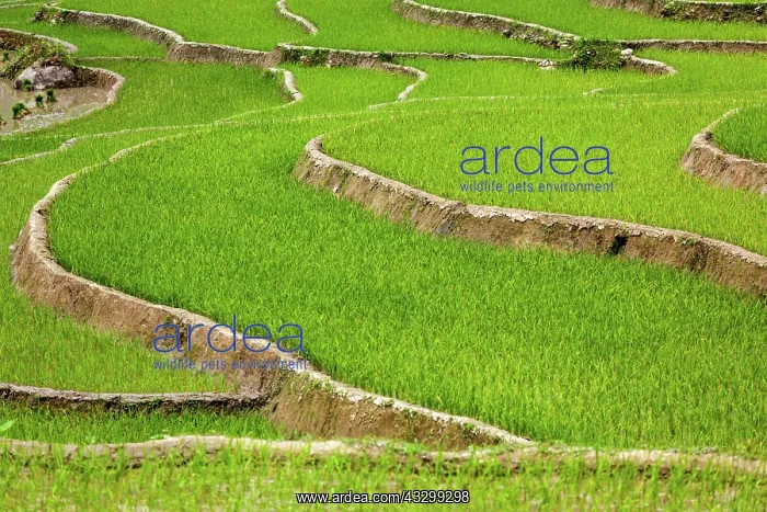 : Rice field terraces (rice paddy). Near Cat Cat : Rice field terraces (rice paddy). Near Cat Cat