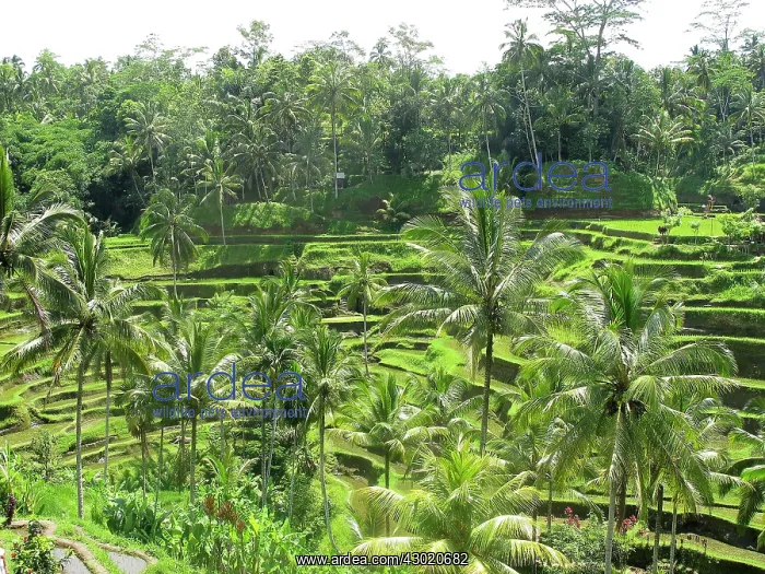 : Rice Fields : Rice Fields