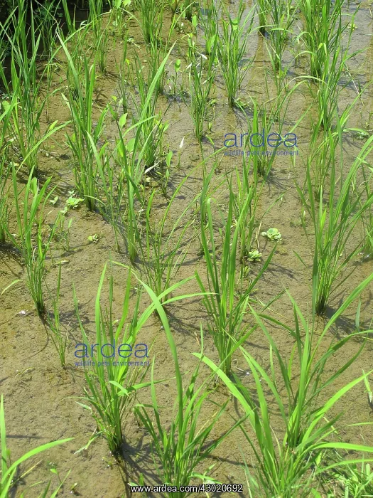 : Rice Fields : Rice Fields