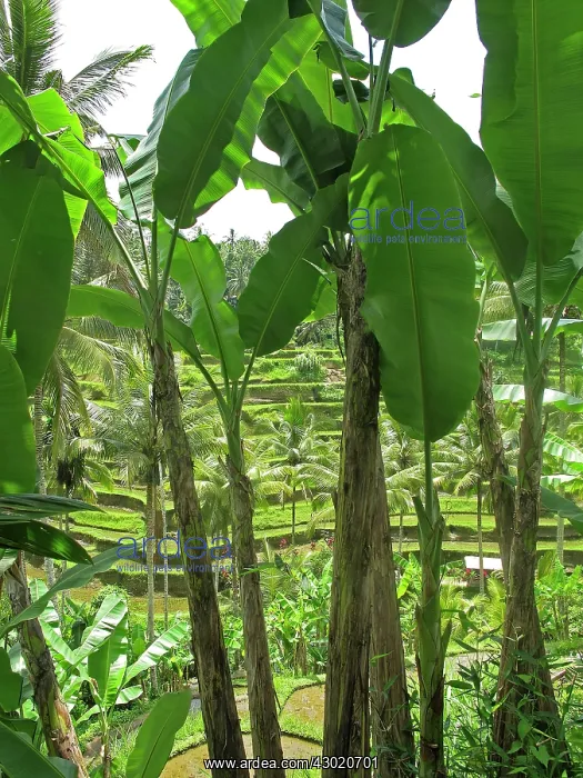 : Rice Fields : Rice Fields