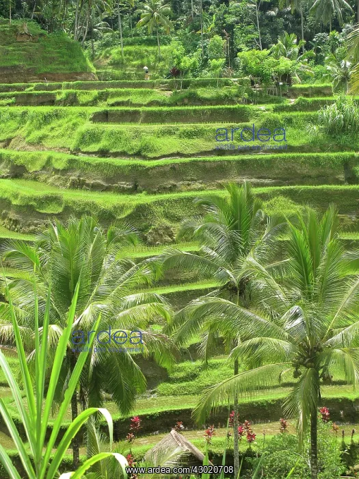 : Rice Fields : Rice Fields