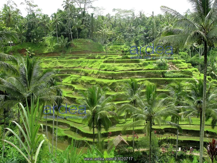 : Rice Fields : Rice Fields