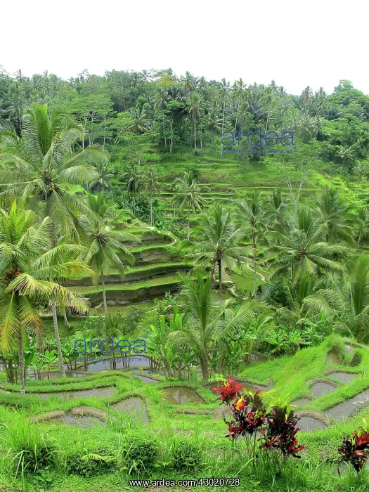 : Rice Fields : Rice Fields