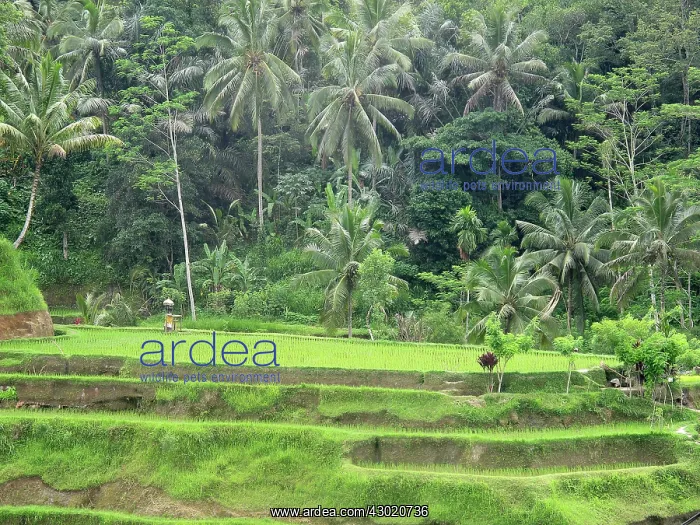 : Rice Fields : Rice Fields