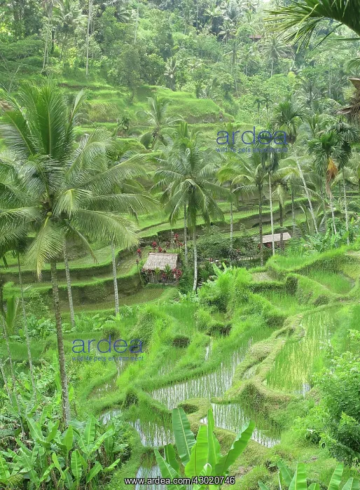 : Rice Fields : Rice Fields
