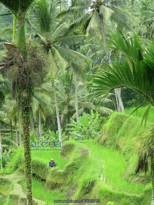 : Rice Fields : Rice Fields