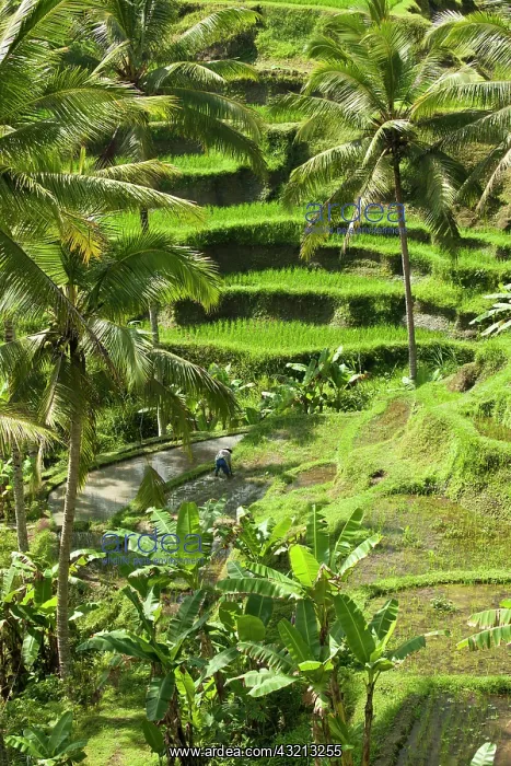 : Rice fields and countryside outside of Ubud : Rice fields and countryside outside of Ubud