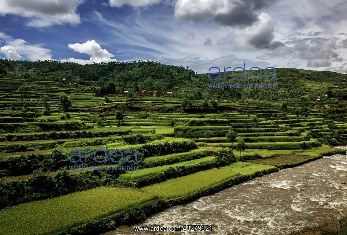 : Rice fields near Ambositra, Highlands, Central Madagascar : Rice fields near Ambositra, Highlands, Central Madagascar