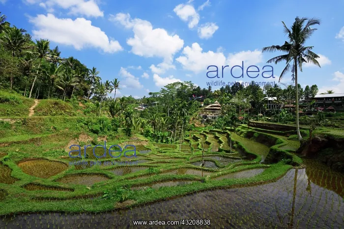 : Rice fields near Tegallalang, Ubud, Bali, Indonesia : Rice fields near Tegallalang, Ubud, Bali, Indonesia
