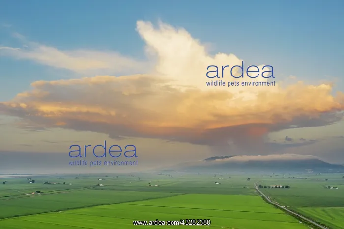: Rice fields (Oryza sativa) and isolated cumulus : Rice fields (Oryza sativa) and isolated cumulus