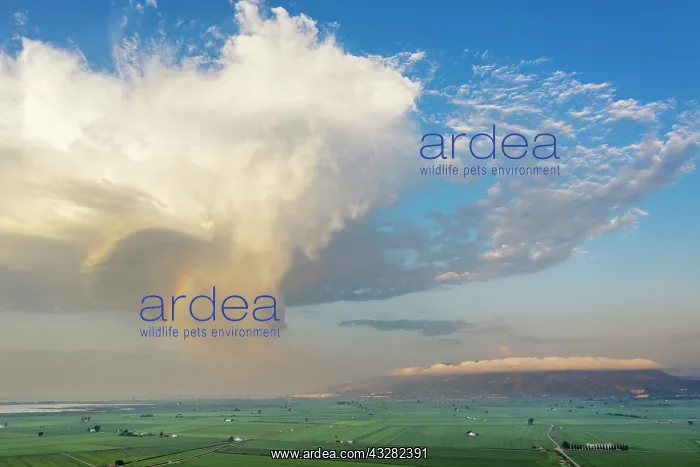 : Rice fields (Oryza sativa) and isolated cumulus : Rice fields (Oryza sativa) and isolated cumulus