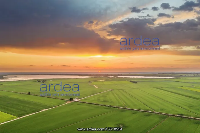  : Rice fields (Oryza sativa) and lagoons at sunrise
