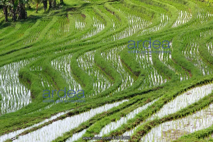 : Rice fields / paddies / terraces near Papuan in Bali : Rice fields / paddies / terraces near Papuan in Bali