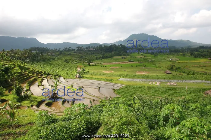 : Rice fields / paddies / terraces near Sidemen in Bali : Rice fields / paddies / terraces near Sidemen in Bali
