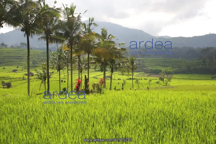 : Rice fields / paddies / terraces near Sidemen in Bali : Rice fields / paddies / terraces near Sidemen in Bali