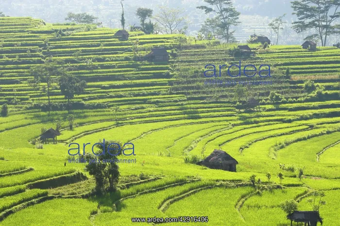 : Rice fields / paddies / terraces near Sidemen in Bali : Rice fields / paddies / terraces near Sidemen in Bali