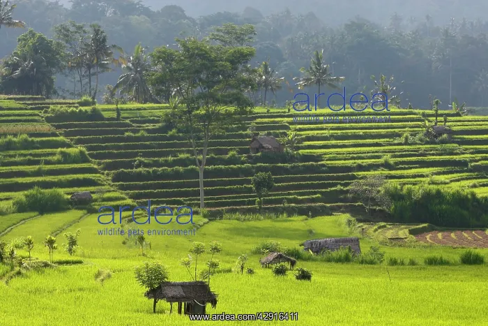 : Rice fields / paddies / terraces near Sidemen in Bali : Rice fields / paddies / terraces near Sidemen in Bali