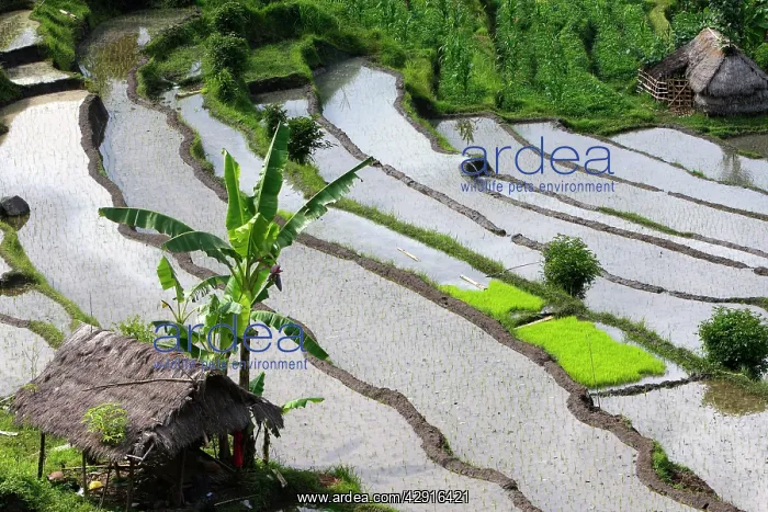 : Rice fields / paddies / terraces near Sidemen in Bali : Rice fields / paddies / terraces near Sidemen in Bali