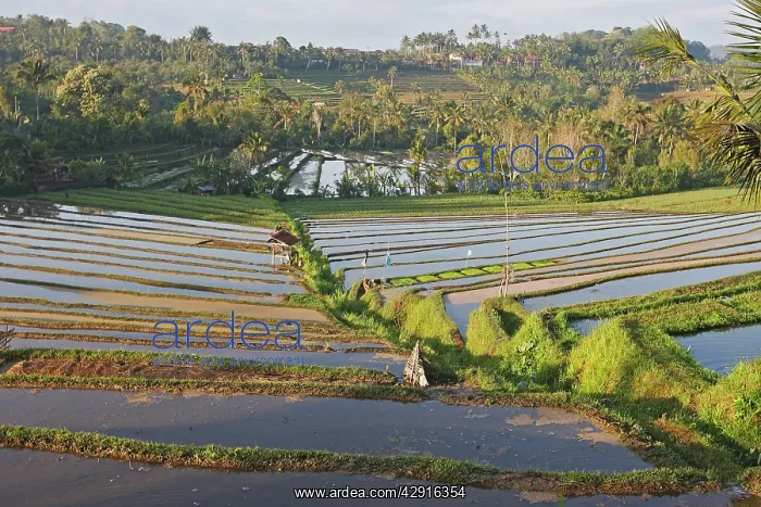 : Rice fields / paddies / terraces in Papuan in Bali : Rice fields / paddies / terraces in Papuan in Bali
