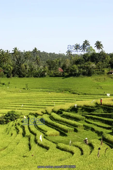 : Rice fields / paddies / terraces in Papuan in Bali : Rice fields / paddies / terraces in Papuan in Bali