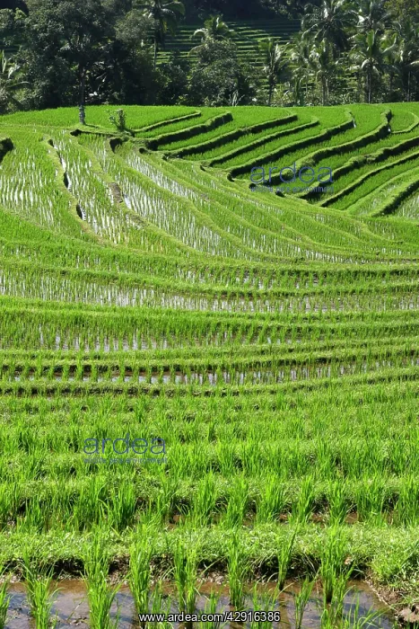 : Rice fields / paddies / terraces in Papuan in Bali : Rice fields / paddies / terraces in Papuan in Bali