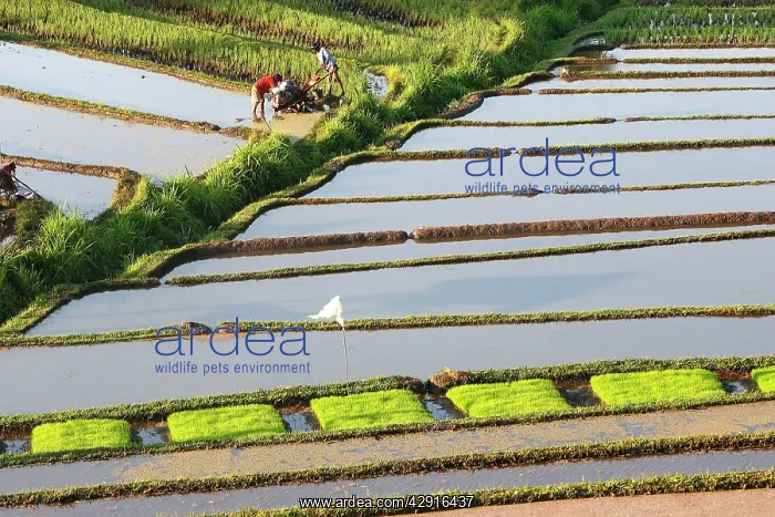 : Rice fields / paddies / terraces in Papuan in Bali : Rice fields / paddies / terraces in Papuan in Bali
