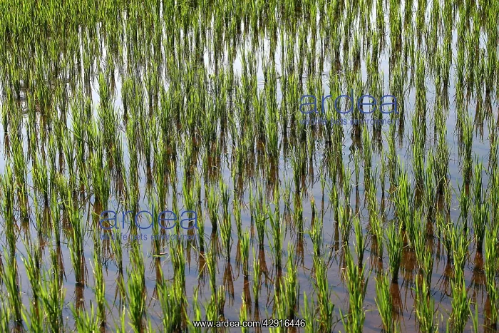 : Rice fields / paddies / terraces in Papuan in Bali : Rice fields / paddies / terraces in Papuan in Bali