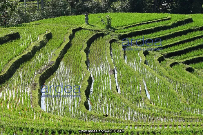 : Rice fields / paddies / terraces in Papuan in Bali : Rice fields / paddies / terraces in Papuan in Bali