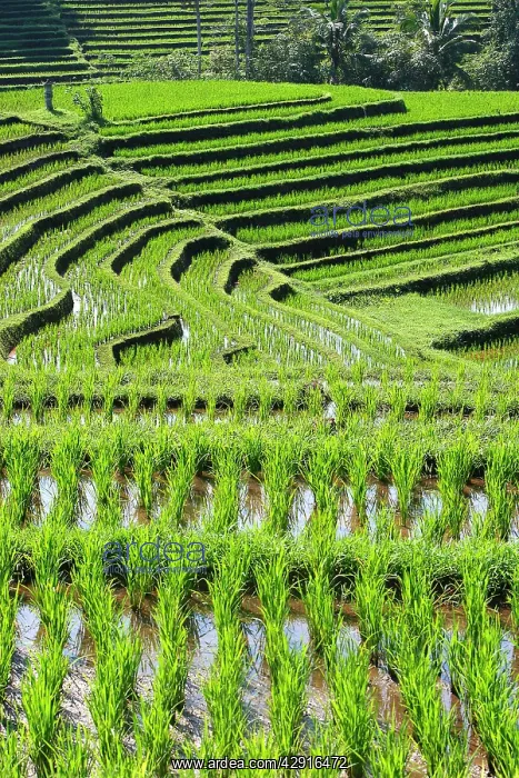 : Rice fields / paddies / terraces in Papuan in Bali : Rice fields / paddies / terraces in Papuan in Bali