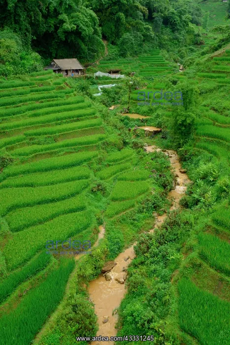 : Rice fields, Sa Pa, Vietnam, Asia : Rice fields, Sa Pa, Vietnam, Asia