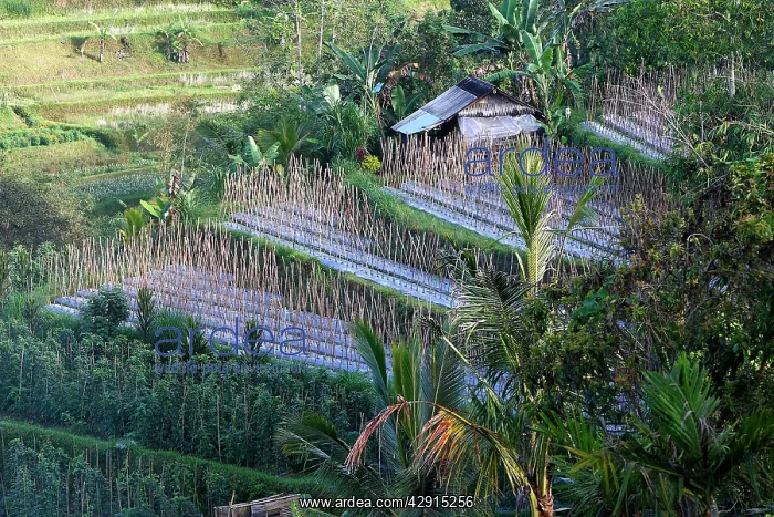 : Rice fields terraces and gardens near Jatiluwih : Rice fields terraces and gardens near Jatiluwih