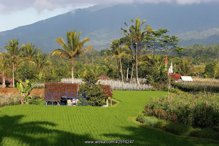 : Rice fields terraces and gardens near Jatiluwih : Rice fields terraces and gardens near Jatiluwih
