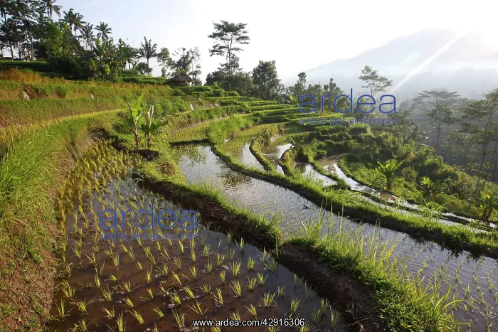 : Rice fields terraces near Sidemen in Bali : Rice fields terraces near Sidemen in Bali