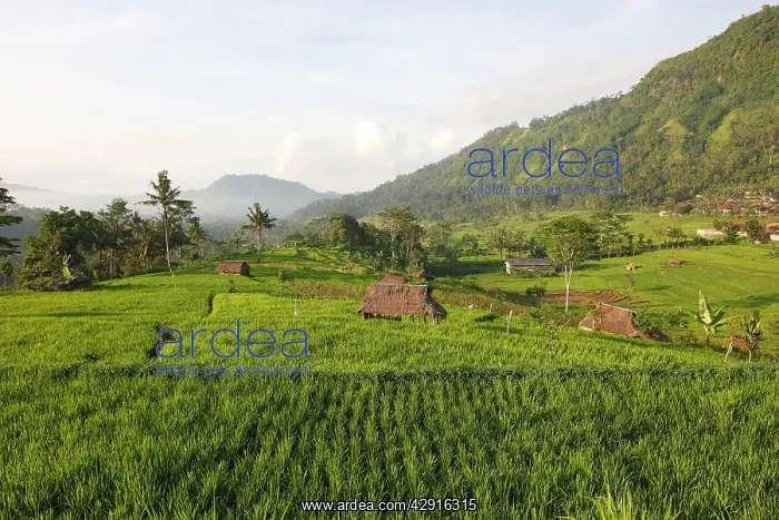 : Rice fields terraces near Sidemen in Bali : Rice fields terraces near Sidemen in Bali