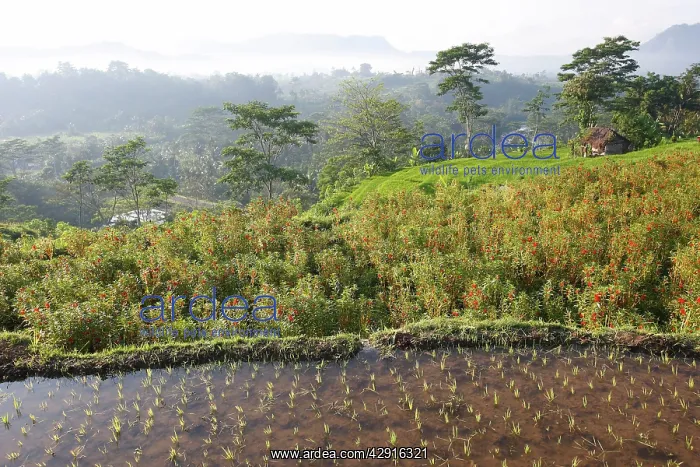 : Rice fields & terraces near Sidemen in Bali : Rice fields & terraces near Sidemen in Bali
