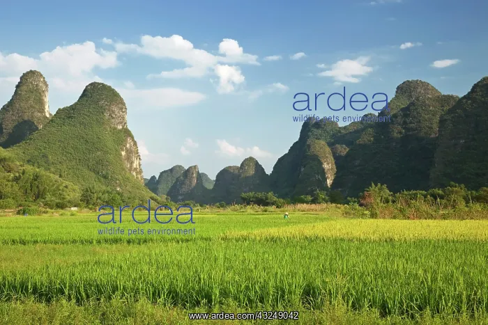 : Rice fld near Gulin, China : Rice fld near Gulin, China