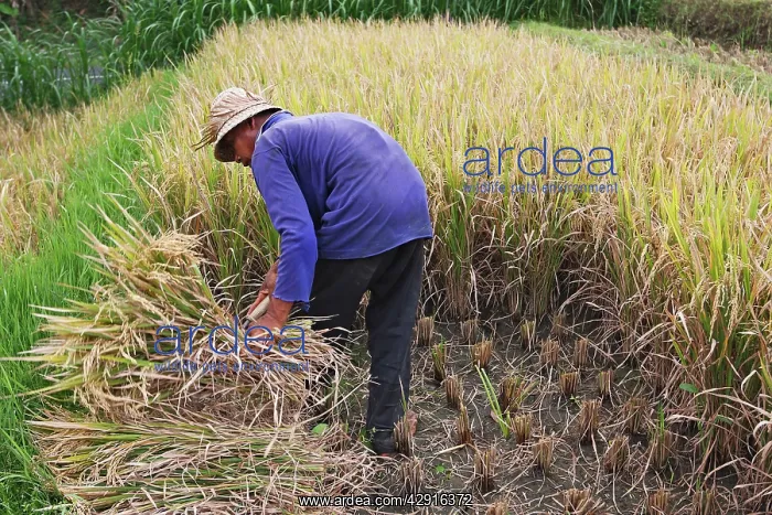 : Rice harvest in Bali - Old farmer in the rice fields : Rice harvest in Bali - Old farmer in the rice fields