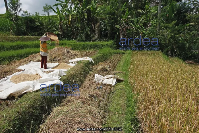: Rice harvest - farmer separating the rice grain : Rice harvest - farmer separating the rice grain