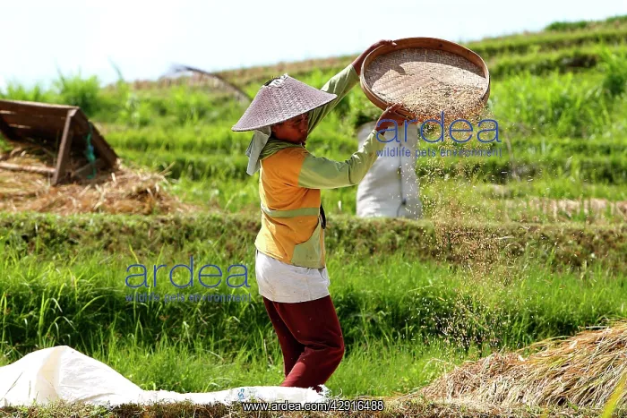 : Rice harvest - farmer separating the rice grain : Rice harvest - farmer separating the rice grain
