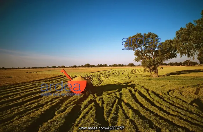 : Rice harvesting Deniliquin : Rice harvesting Deniliquin