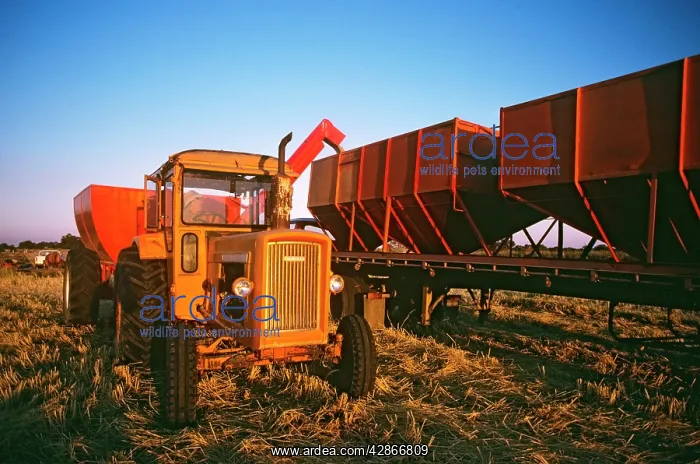 : Rice harvesting Deniliquin : Rice harvesting Deniliquin