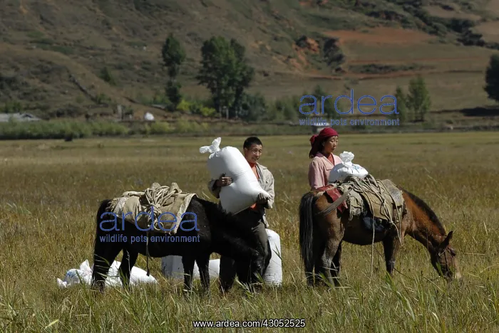 : Rice harvesting and loading bags in Yunnan China : Rice harvesting and loading bags in Yunnan China