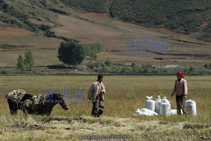 : Rice harvesting and loading bags in Yunnan China : Rice harvesting and loading bags in Yunnan China
