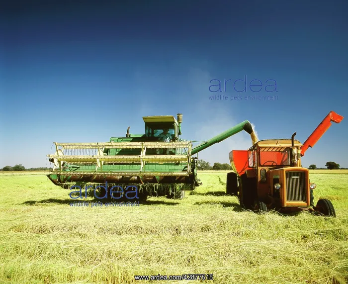 : Rice harvesting Murray River region : Rice harvesting Murray River region