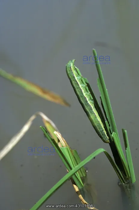 : Rice or lawn armyworm : Rice or lawn armyworm