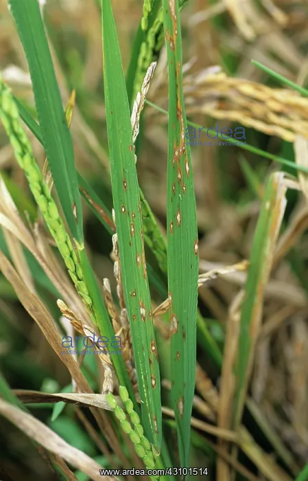 : Rice leaf blast : Rice leaf blast
