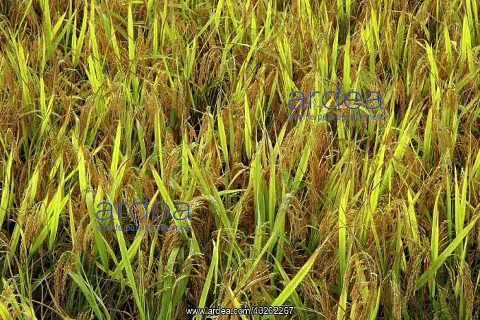 : Rice, near Hongcun, China : Rice, near Hongcun, China