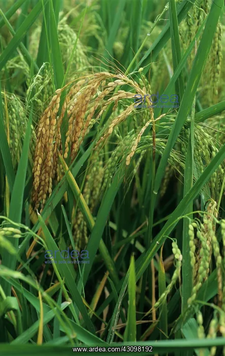 : Rice neck & ear blast : Rice neck & ear blast